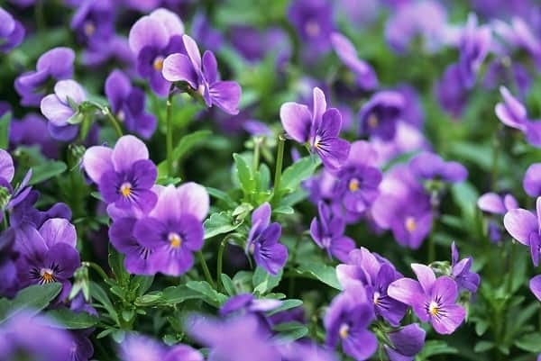 Cách Cắm Hoa Thược Dược Và Violet